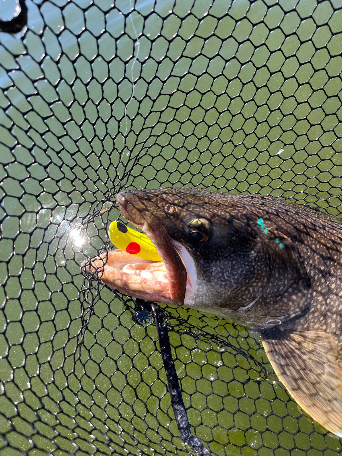 Diving Rattler Big Laker Tackle